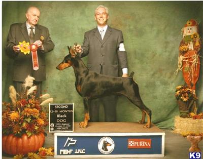 Doberman Pinscher Puppies in FL